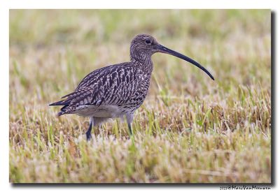 Wulp - Curlew