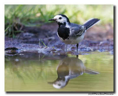 Witte Kwikstaart - White Wagtail