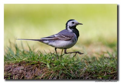 Witte Kwikstaart - White Wagtail