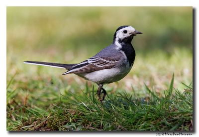 Witte Kwikstaart - White Wagtail