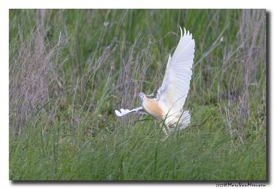 Ralreiger - Squacco Heron