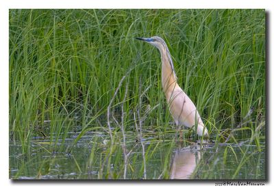 Ralreiger - Squacco Heron