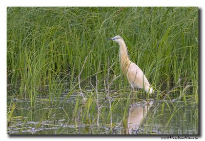 Ralreiger - Squacco Heron