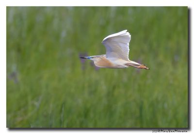 Ralreiger - Squacco Heron