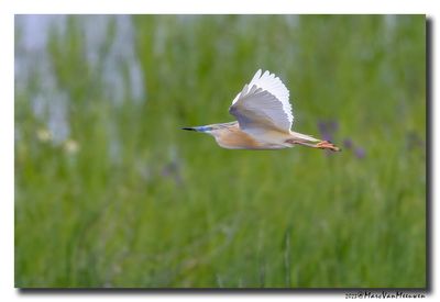 Ralreiger - Squacco Heron