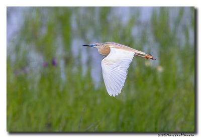 Ralreiger - Squacco Heron
