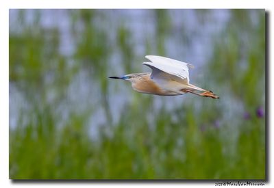 Ralreiger - Squacco Heron