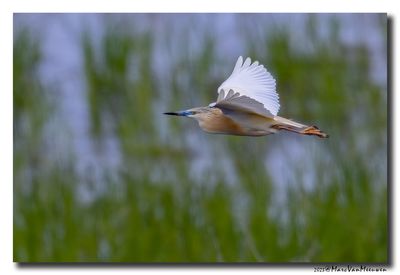 Ralreiger - Squacco Heron