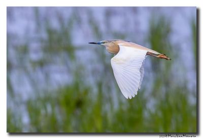 Ralreiger - Squacco Heron