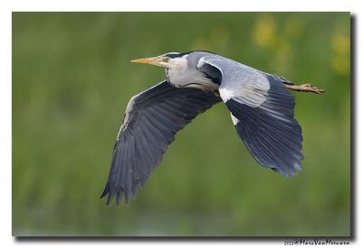 Blauwe Reiger - Grey Heron