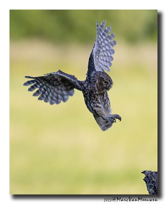 Steenuil - Little Owl