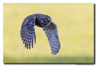 Steenuil - Little Owl