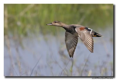 Krakeend - Gadwall