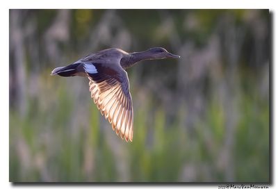 Krakeend - Gadwall