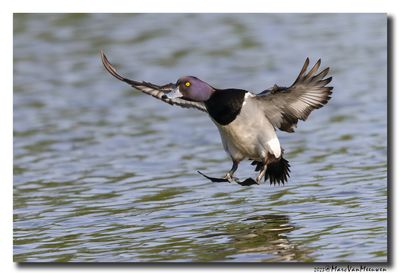 Kuifeend - Tufted Duck