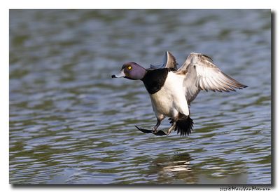 Kuifeend - Tufted Duck