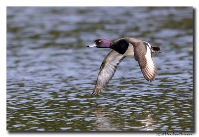 Kuifeend - Tufted Duck