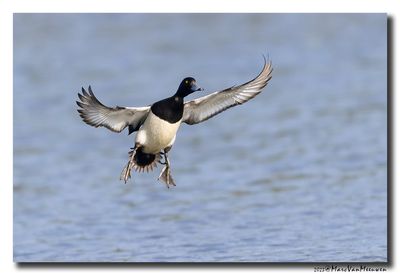 Kuifeend - Tufted Duck