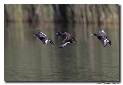 Kuifeend - Tufted Duck