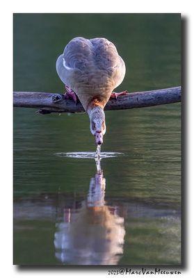 Nijlgans - Egyptian Goose