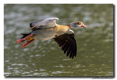 Nijlgans - Egyptian Goose
