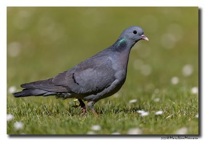 Holenduif - Stock Dove