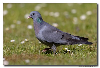Holenduif - Stock Dove