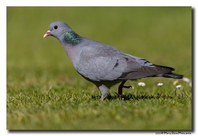 Holenduif - Stock Dove