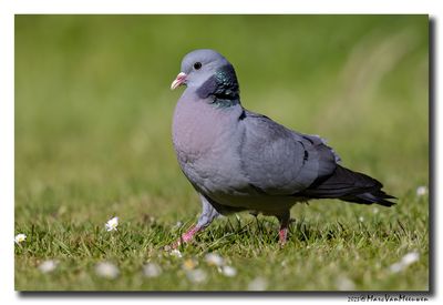 Holenduif - Stock Dove