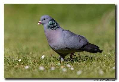 Holenduif - Stock Dove