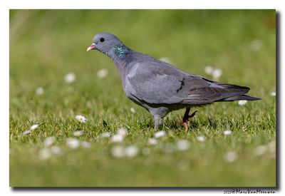Holenduif - Stock Dove