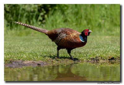 Fazant - Pheasant