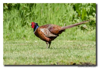 Fazant - Pheasant