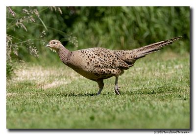Fazant - Pheasant