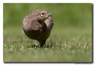 Fazant - Pheasant