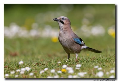Gaai - Jay