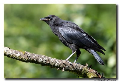 Zwarte Kraai - Carrion Crow
