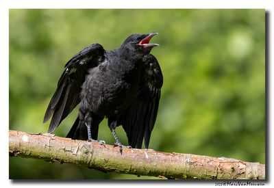 Zwarte Kraai - Carrion Crow