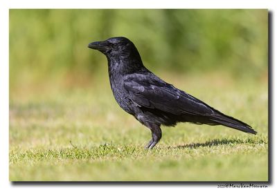 Zwarte Kraai - Carrion Crow