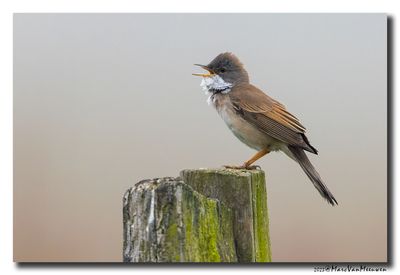 Grasmus - Whitethroat