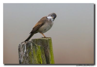 Grasmus - Whitethroat