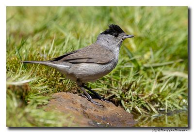Zwartkop - Blackcap