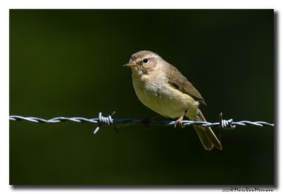 Tjiftjaf - Common Chiffchaff