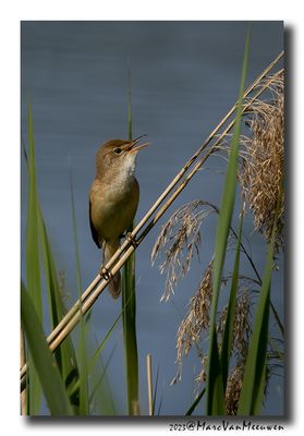 Kleine Karekiet - Reed Warbler