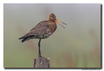 Grutto - Black-tailed Godwit