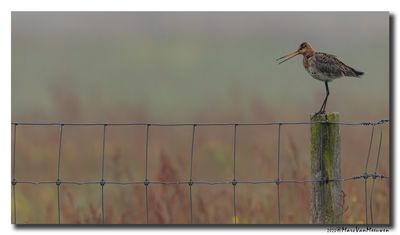 Grutto - Black-tailed Godwit