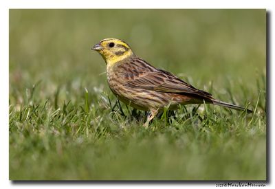 Geelgors - Yellowhammer