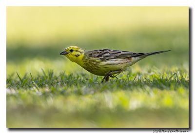 Geelgors - Yellowhammer