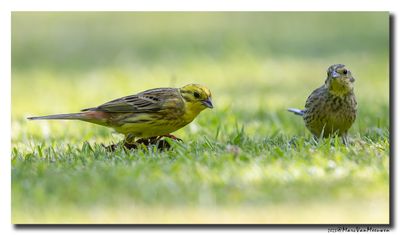 Geelgors - Yellowhammer