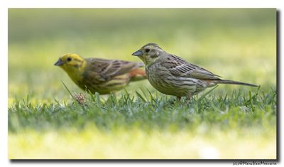 Geelgors - Yellowhammer